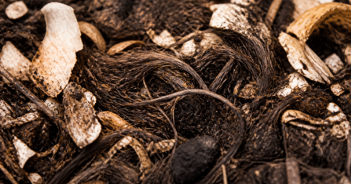 Cheveux longs entrelaces dans tas compost brun terreux