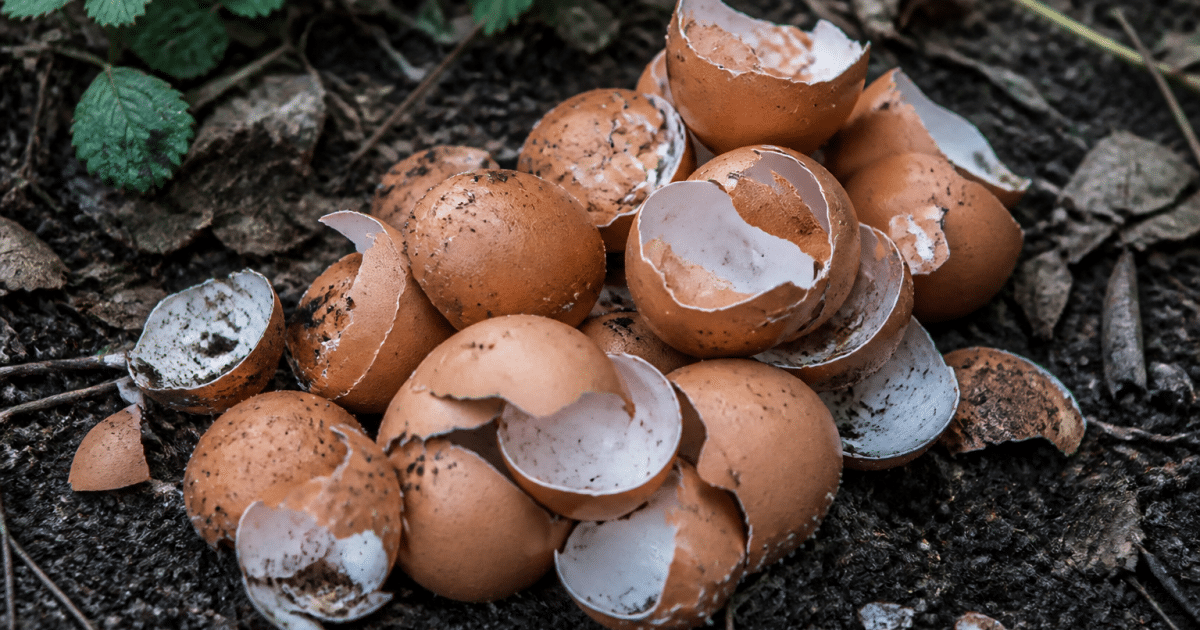 Debris de coquilles brunes empilees sur sol de jardin