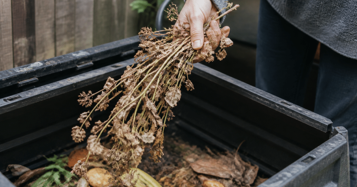 Main tenant plante desechee au-dessus bac compost ouvert