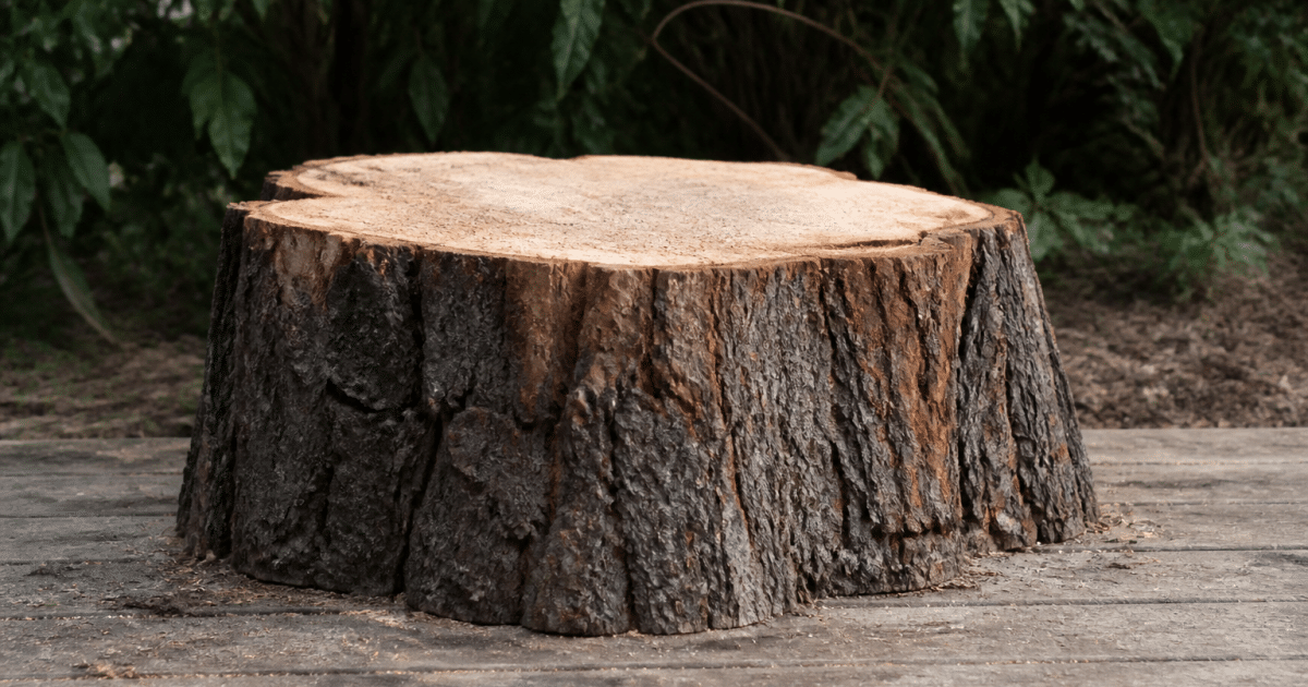 Grosse souche arbre sciee posee sol horizontal bois coupe