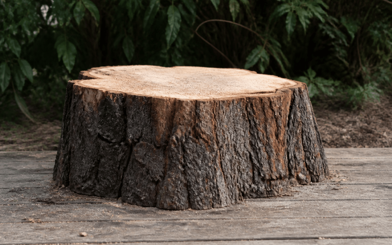 Grosse souche arbre sciee posee sol horizontal bois coupe