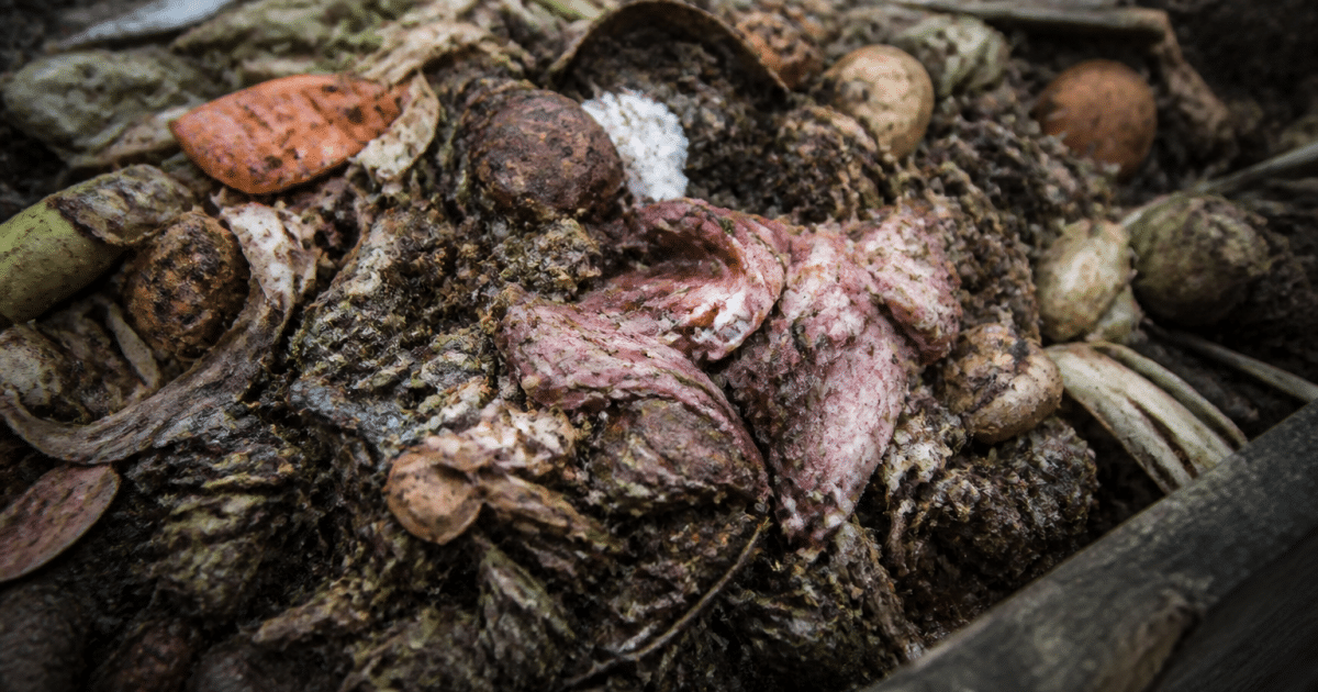 Tas de compost en decomposition avec morceaux de viande visible dedans